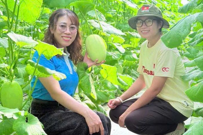 Phụ nữ tham quan thực tế tại vườn dưa lưới