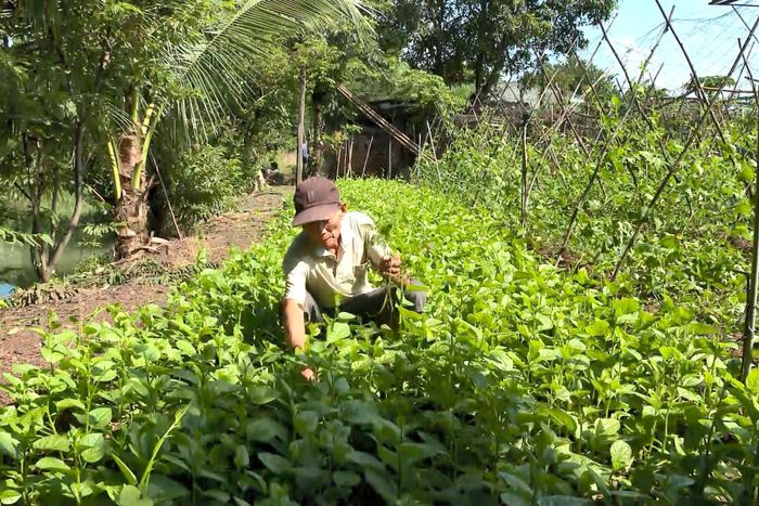 Khu vực vườn được ông Lê Viết Phương tận dụng để trồng các loại rau, dưới ao nuôi cá