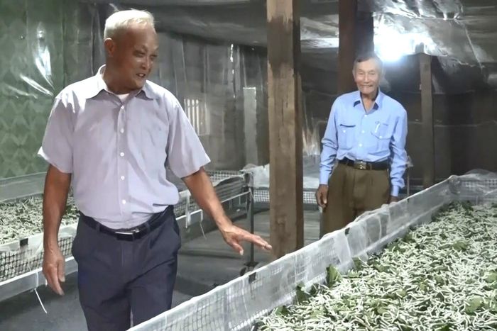 Hiệu quả kinh tế từ mô hình trồng dâu nuôi tằm tại xã Cư Jút