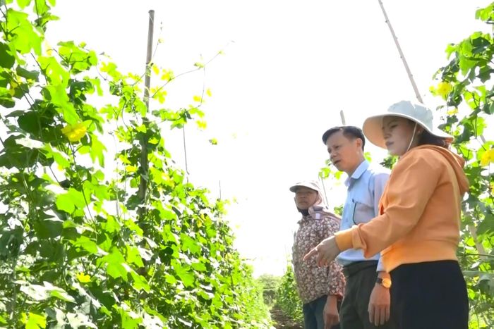 Cán bộ Trung tâm Dịch vụ tổng hợp xã Cư Jút tập huấn, chuyển giao khoa học kỹ thuật cho nông dân