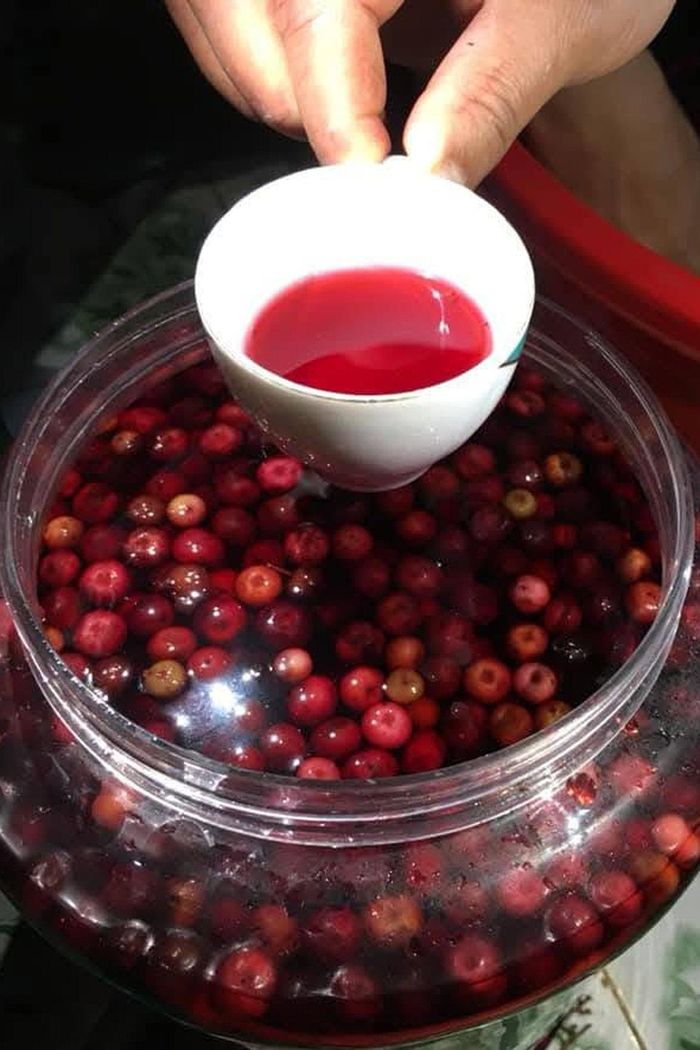 Rượu ủ từ trái nho rừng chín