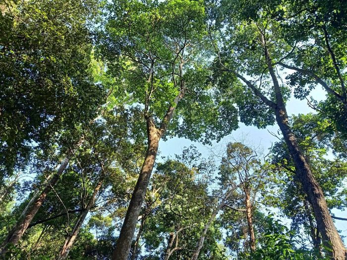 Năm 2026, Lâm Đồng đặt mục tiêu duy trì tỷ lệ che phủ rừng đạt trên 46,78%