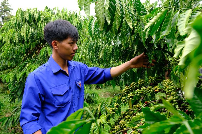 Vườn cà phê để cỏ cho năng suất cao hơn