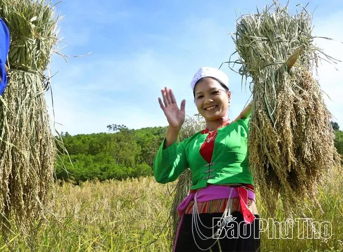 Hình ảnh người phụ nữ Mường thu hoạch lúa như bông hoa điểm tô cho bức tranh mùa vàng.