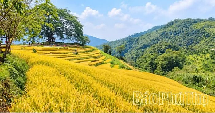 Sắc vàng của lúa chín nổi bật giữa màu xanh trùng điệp của núi rừng Cao Phong, tạo nên khung cảnh nên thơ, giàu sức sống.