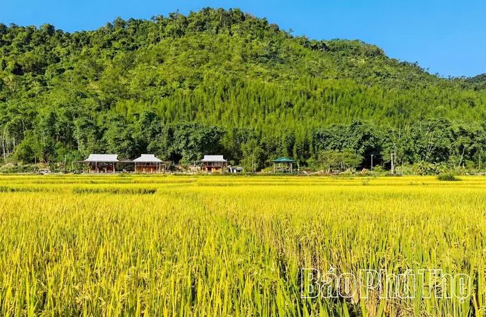 Những nếp nhà nép mình bên chân núi, phía trước là cánh đồng lúa chín vàng, tạo nên khung cảnh thanh bình nơi vùng cao Vân Sơn.
