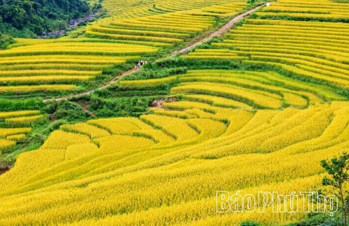 Ruộng bậc thang uốn lượn theo triền đồi tạo nên cảnh sắc bình yên, đầy cuốn hút.
