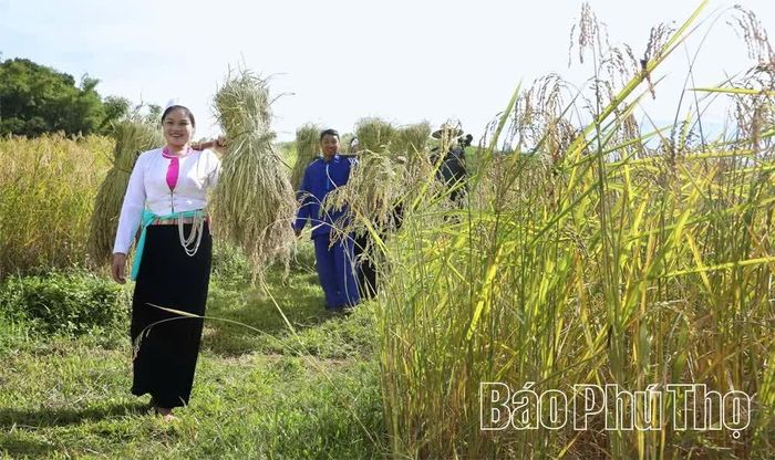 Niềm vui ngày mùa.