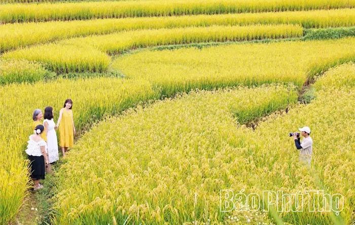 Vẻ đẹp của những thửa ruộng bậc thang mùa lúa chín đang trở thành sức hút đối với du khách yêu thiên nhiên và trải nghiệm văn hóa bản địa.