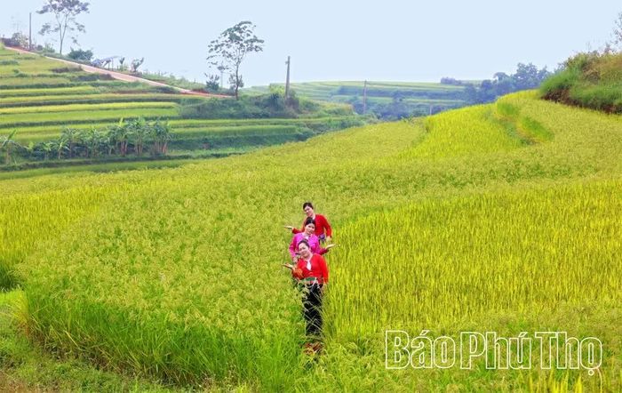Sắc váy Mường trên những triền đồi vàng óng mộng mơ.
