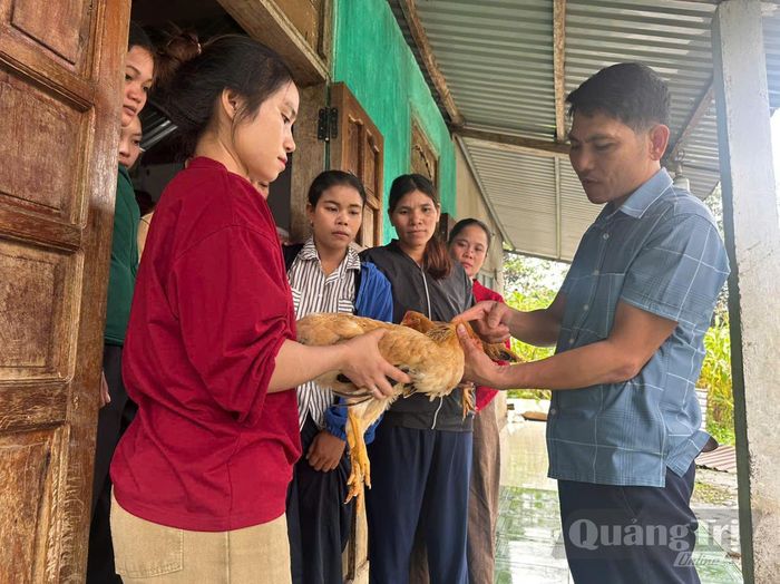 Giáo viên Trường cao đẳng Kỹ thuật Quảng Trị hướng dẫn kỹ thuật chăn nuôi gà thả vườn cho bà con - Ảnh: H.Đ