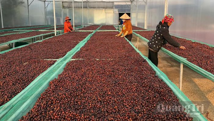 Cà phê sau thu hoạch tại Hợp tác xã Nông sản Khe Sanh, nơi phụ phẩm từ quá trình sản xuất được tận dụng để giảm chi phí và hướng đến sản xuất xanh - Ảnh: N.M