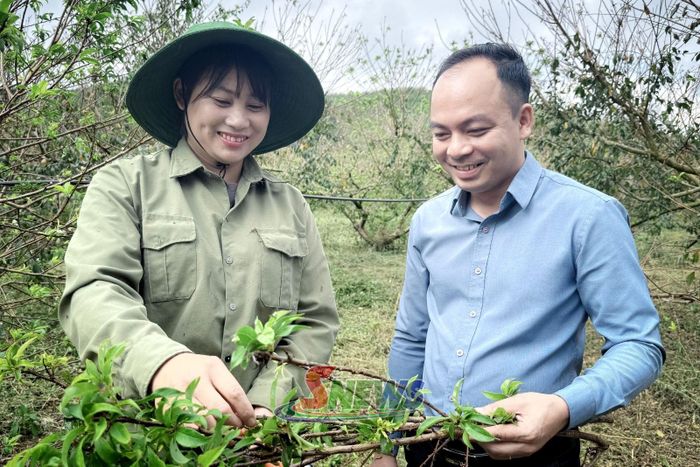 Thành viên HTX Nông nghiệp Toàn Phát chia sẻ kỹ thuật chăm sóc trồng mận rải vụ.