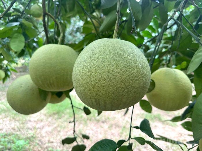 Những quả bưởi căng đều đủ tiêu chuẩn xuất khẩu.