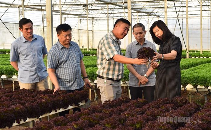 Đoàn công tác than quan khu sản xuất rau thủy sinh Công ty TNHH Sản xuất - Thương mại Nông sản Phong Thúy.