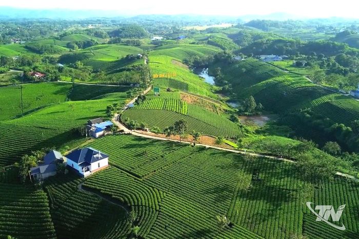 Vùng chè La Bằng.