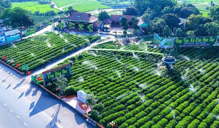 Hợp tác xã chè Hảo Đạt, xã Tân Cương. Ảnh: T.L