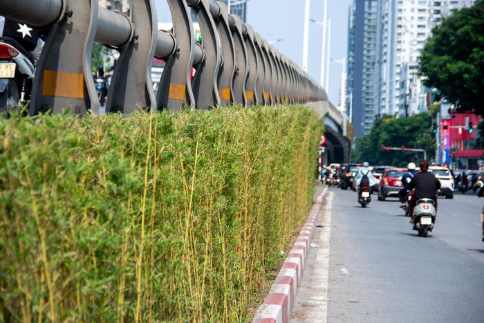 Hà Nội đang từng bước bổ sung cây xanh tại các công trình giao thông, tận dụng những khu vực có điều kiện để cải thiện cảnh quan đô thị. Trong đó, các trụ đường sắt đô thị Cát Linh - Hà Đông, cầu vượt Lê Văn Lương - Láng Hạ và hầm chui Lê Văn Lương - Tố Hữu được lựa chọn để triển khai thí điểm.