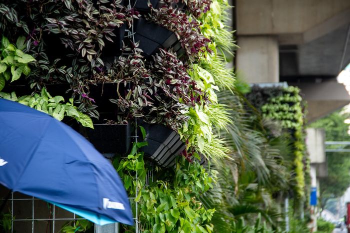 Hà Nội cũng có kế hoạch thí điểm bổ sung cây xanh tại một số nhà chờ xe buýt trên các tuyến phố trung tâm gồm: nhà chờ trên đường Lê Thánh Tông, đường Trần Phú và khu vực số 69 Lý Thường Kiệt.Theo phương án, cây xanh sẽ được bố trí trong bồn hoặc chậu phía sau, hai bên nhà chờ; kết hợp hệ khung hoặc cáp nhẹ để dẫn cây leo lên vách sau và một phần mái. Việc bố trí cây phải bảo đảm không che khuất tên điểm dừng, thông tin tuyến xe buýt, camera, hệ thống chiếu sáng và tầm nhìn của người tham gia giao thông...