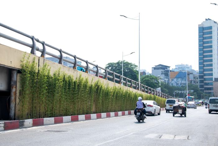 Hiện các dây cây phát triển xanh tốt, góp phần làm mềm cảnh quan của công trình giao thông.