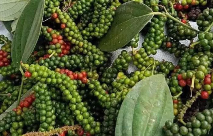 Giá tiêu hôm nay duy trì ở mức 140.000 đồng/kg. Ảnh minh họa