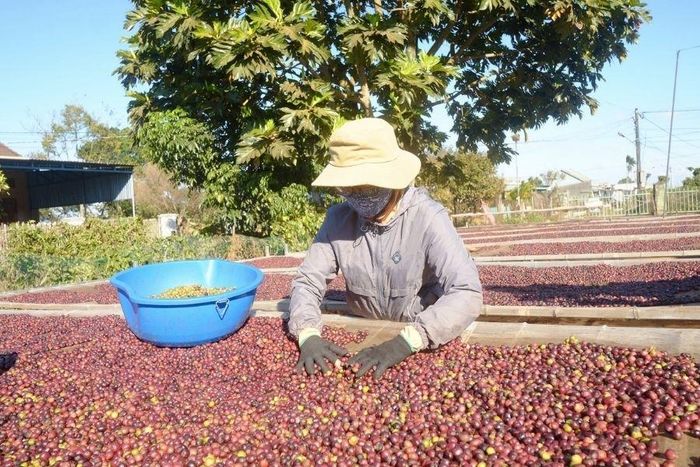 Giá cà phê tăng nhẹ ở Tây Nguyên.