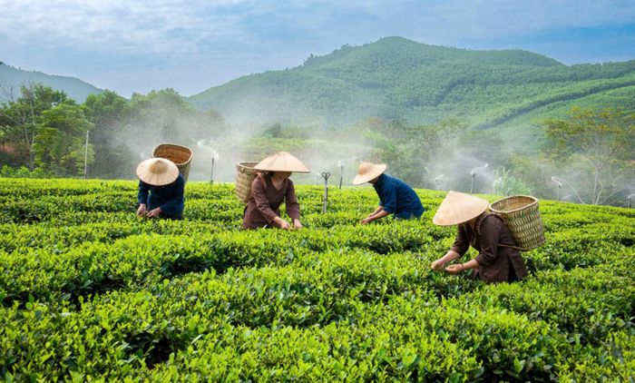 Hướng tới mục tiêu xây dựng nền nông nghiệp sinh thái, nông thôn hiện đại, nông dân văn minh