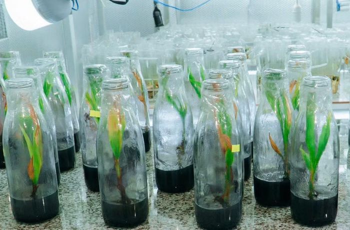 Công nghệ nuôi cấy mô được đánh giá là bước đi chiến lược để quản lý, khai thác và phát triển giống.