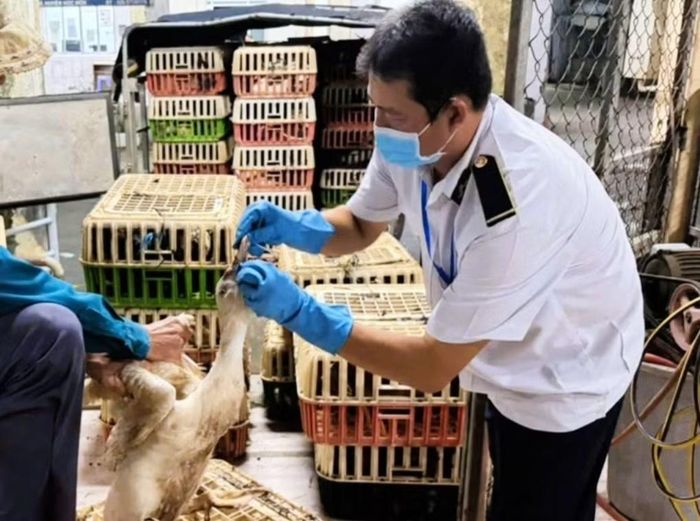 Cơ quan chức năng lấy mẫu xét nghiệm cúm gia cầm đối với số gia cầm trên.