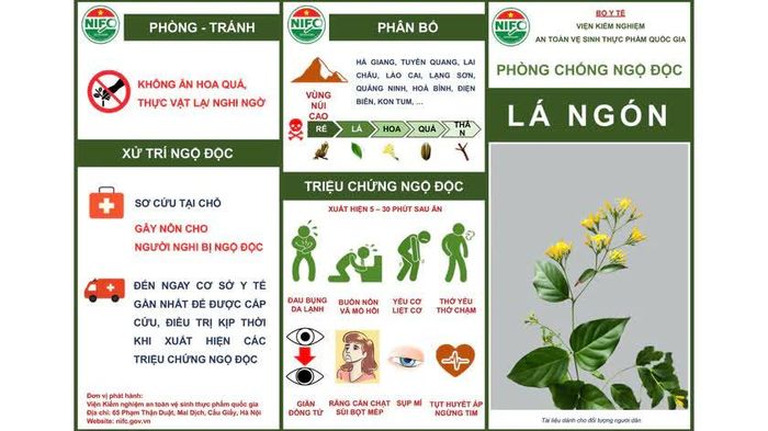 Các tài liệu về cây thuốc ở Việt Nam cho thấy lá ngón là cây rất độc, ăn 3 lá có thể đủ gây tử vong. Ảnh: Viện Kiểm nghiệm an toàn vệ sinh thực phẩm quốc gia  