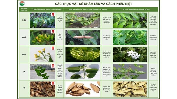 Một số thực vật dễ nhầm lẫn với cây Lá ngón. Ảnh: Viện Kiểm nghiệm an toàn vệ sinh thực phẩm quốc gia
