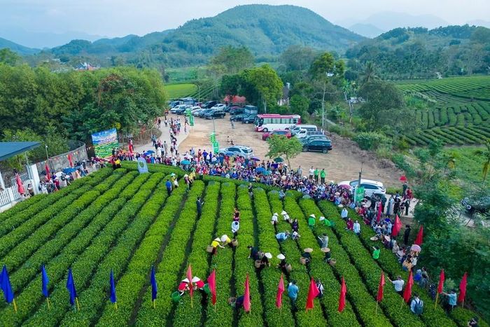 Chương trình " Chuyện trà Trại Cài - Hương đất, tình người Đồng Hỷ. Ảnh: TNGOV