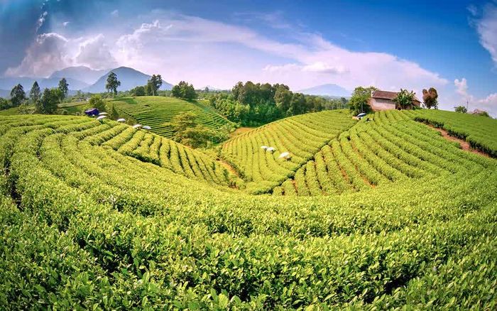 Đồi chè Cầu Đá, xã La Bằng. Ảnh: TNGOV