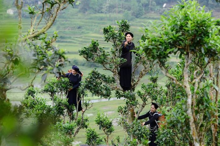 Thu hái chè Shan Tuyết, xã Đồng Phúc. Ảnh: TNGOV