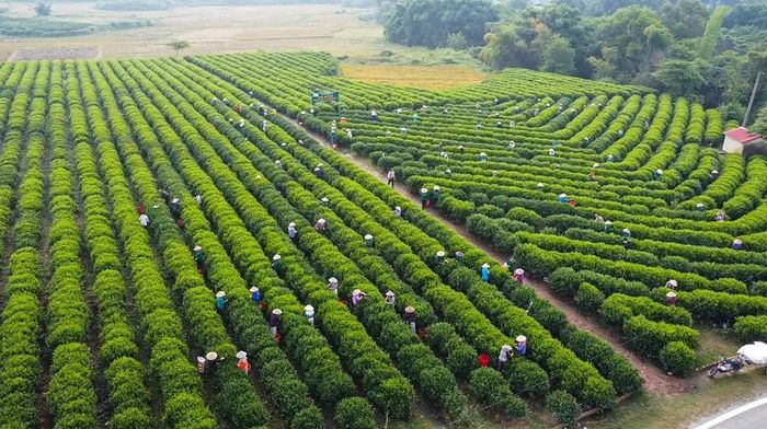 Một góc vùng chè Tân Cương. Ảnh: TNGOV
