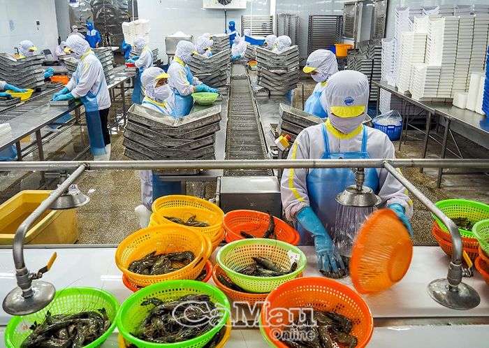 Chế biến tôm sú sinh thái xuất khẩu tại Công ty Cổ phần Xuất nhập khẩu Thuỷ sản Năm Căn.