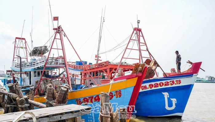 Các phương tiện thuộc diện bắt buộc lắp đặt thiết bị VMS neo đậu tại cửa biển Sông Ðốc.