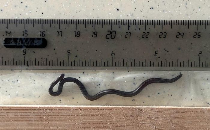 Kích thước thực tế của một con rắn chỉ Barbados (Ảnh: Iflscience).