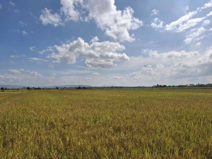 Ứng dụng công nghệ sinh học Nga và nền tảng số Farming.vn trong sản xuất lúa.