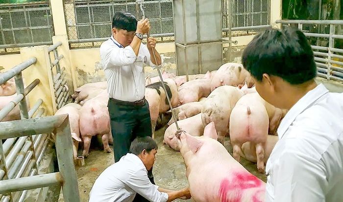  Cơ quan chức năng lấy mẫu để phân tích trong vụ triệt phá đường dây tiêu thụ 10.000 tấn heo chứa chất cấm. Ảnh: CACC 