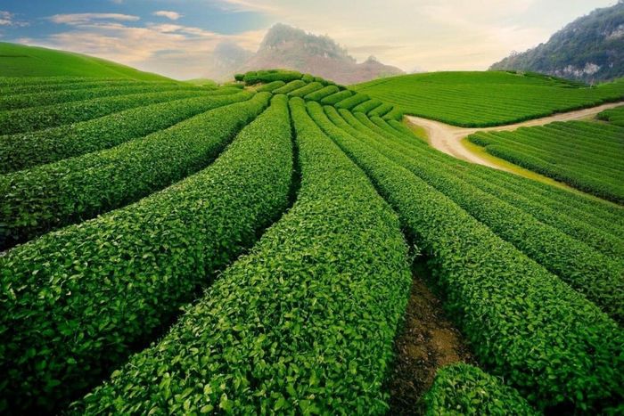 Để trà Thái Nguyên xứng với tên "đệ nhất danh trà"