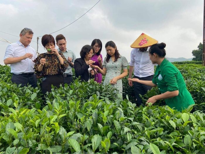 Kết hợp du lịch sinh thái và thưởng thức trà đang trở thành xu thế