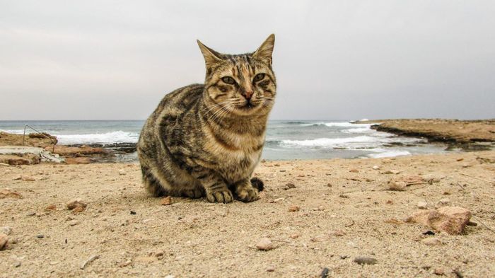 Chính phủ Cyprus cho biết triển khai chương trình triệt sản mèo hoang. (Ảnh: En.philenews)