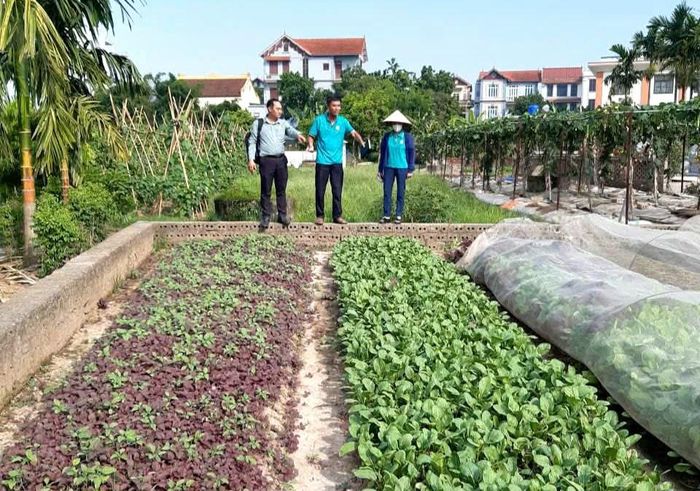 Thông qua những nguồn vốn ưu đãi, nông dân xã Kiều Phú phát triển sản xuất nông nghiệp. Ảnh: HND