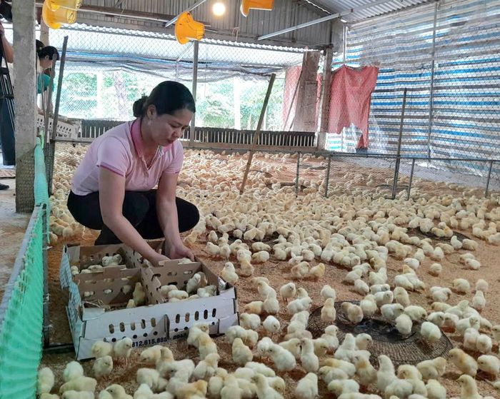 Thông qua những nguồn vốn ưu đãi, nông dân xã Kiều Phú phát triển sản xuất nông nghiệp. Ảnh: HND