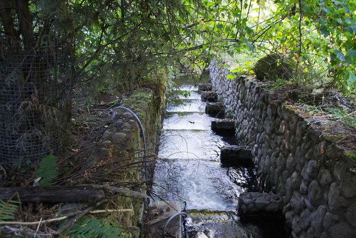Đường dẫn giúp cá vượt chướng ngại trên suối Crystal Springs Creek tại Portland (Mỹ). Ảnh: Visitor7