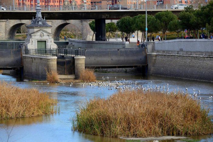 Đàn chim tụ về những bãi bồi và thảm thực vật tự nhiên trên sông Manzanares tại Madrid (Tây Ban Nha). Ảnh: Pexels