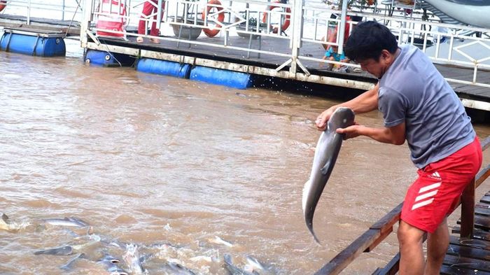 Người dân thích thú khi vừa cho cá ăn vừa đưa tay bắt cá lên, bởi cá rất dạn dĩ