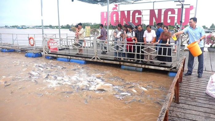 Khu bảo tồn cá ở khu vực Đình thần An Bình luôn thu hút đông người dân và du khách đến xem cá