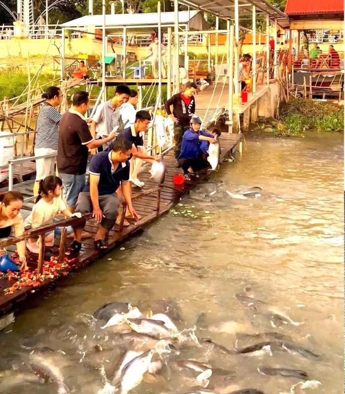Du khách rất thích thú với những "đàn cá khủng" ở khu bảo tồn cá tự nhiên